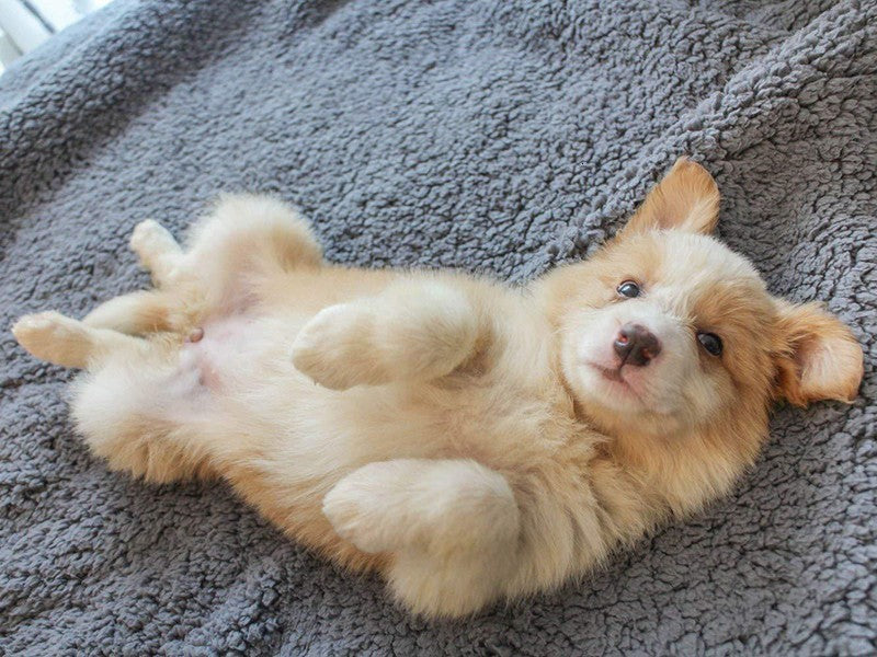 Soft Plush Pet Blanket & Mat – Cozy All-Season Bed Pad for Cats & Dogs